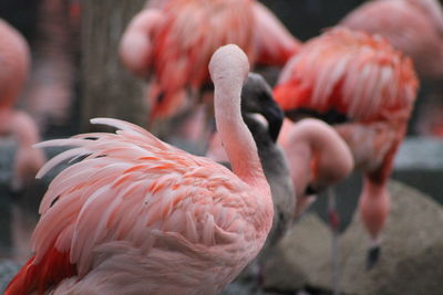 Close-up of flamingo
