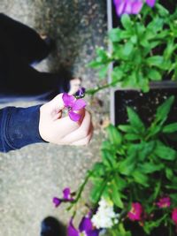 High angle view of woman holding pink flowering plants