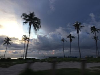 Palm trees against sky