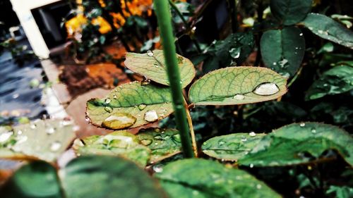 Close-up of plant in water