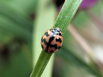 Close-up of ladybug on leaf