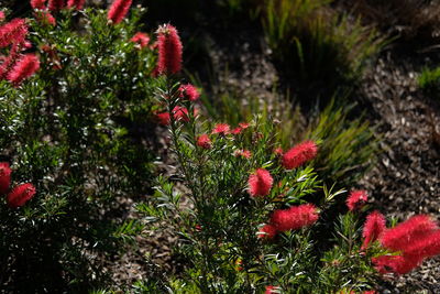 Close-up of red flowers