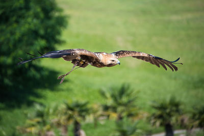 Bird flying over a tree