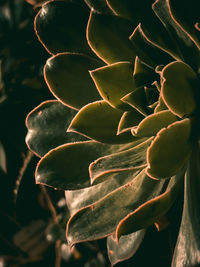 Close-up of plant