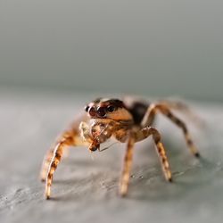 Close-up of spider