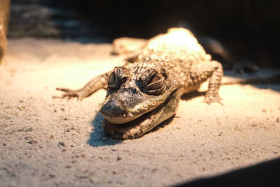 Close-up of crab on sand