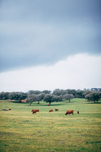 Cows grazing on field against sky