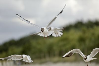 Close-up of bird flying