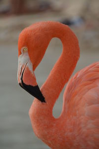 Close-up of a bird