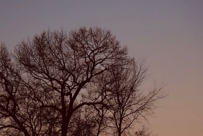 Low angle view of bare tree against clear sky