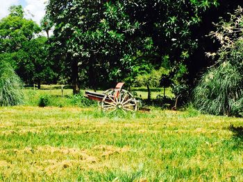 Bicycles on field