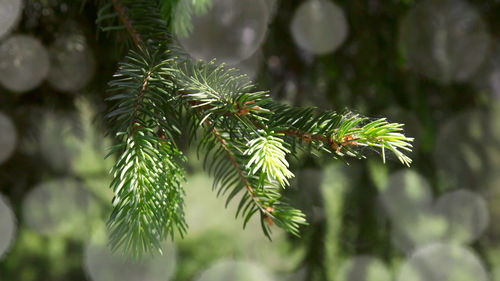 Creative layout made of christmas tree branches. flat lay. nature new year concept.