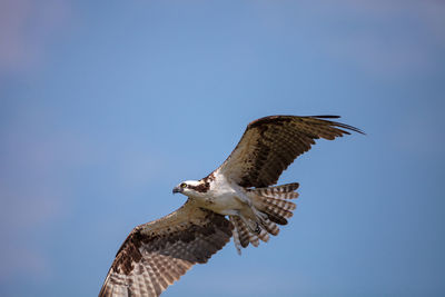 Osprey bird of prey pandion haliaetus flying across a blue sky over clam pass in naples, florida