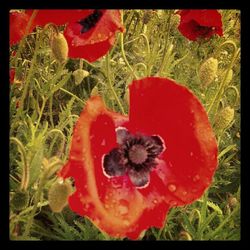 Close-up of red flowers blooming in field