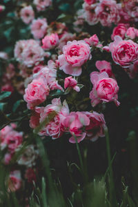 Close-up of pink roses