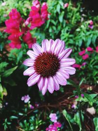 Close-up of purple coneflower blooming outdoors