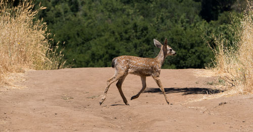 Deer running field during sunny day