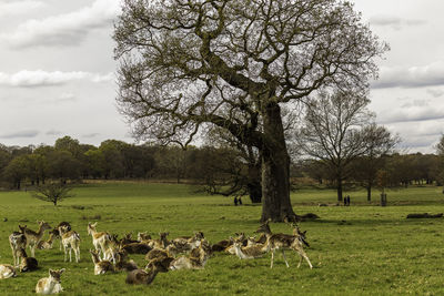 National nature reserve and deer park with over 500 red and fallow deer roaming freely.