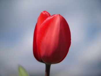 Close-up of red tulip