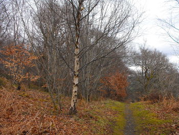 Trees on field in forest during autumn