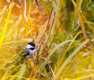 Close-up of bird perching on plant