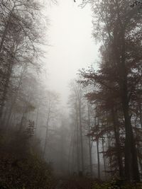 Trees in forest against sky