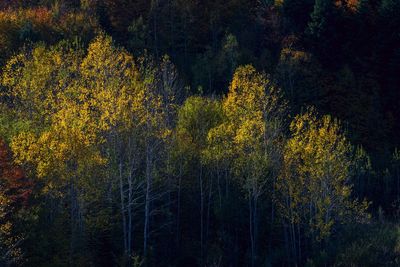 Trees in forest during autumn