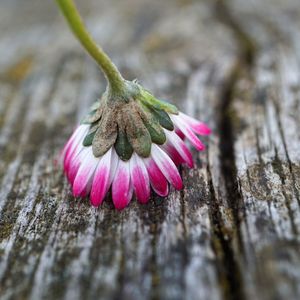 Close-up of purple flower on wood