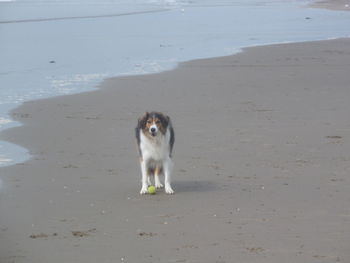 Dog on beach