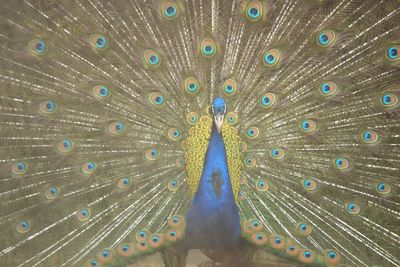 Full frame shot of peacock