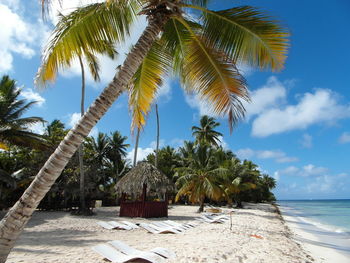 Palm trees on beach against sky