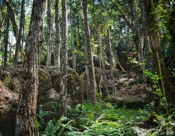 Trees in forest