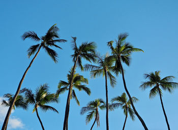 Low angle view of coconut palm trees against blue sky