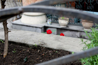 Close-up of bird with red flowers