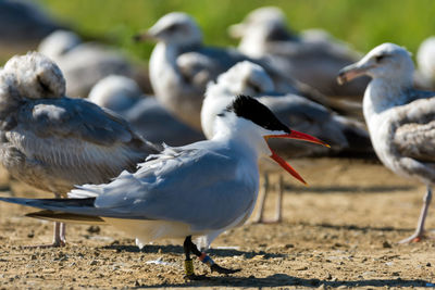 Close-up of seagull perching on ground