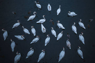 Swans in lake