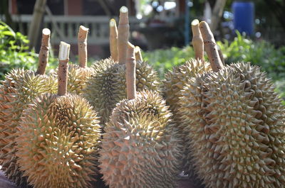 The durian is cut and placed for packaging.