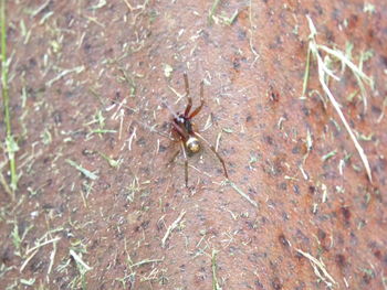 High angle view of insect