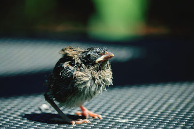 Close-up of a bird