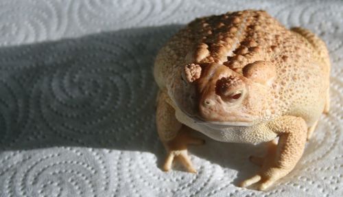 Close-up of a reptile