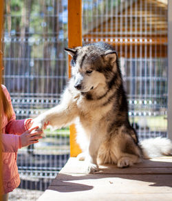 Dog looking away while sitting in zoo