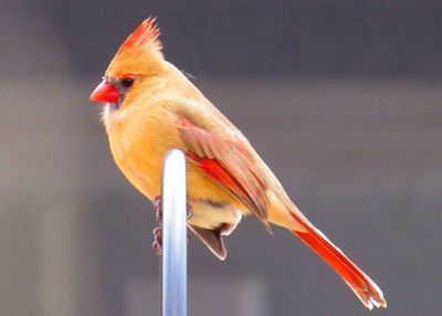 Close-up of bird perching on red outdoors