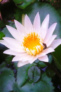 Close-up of purple water lily