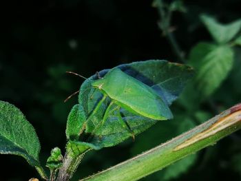 Close-up of wet plant leaves