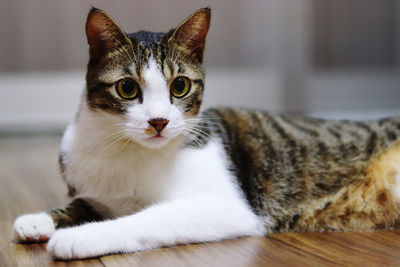 Cat relaxing on floor at home