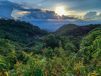 Scenic view of forest against sky