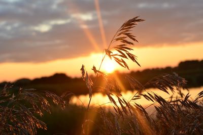 Scenic view of landscape at sunset