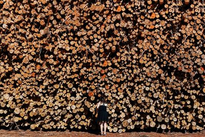 lumber industry