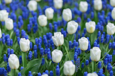 White tulips and blue grape hyacinths in spring park 
