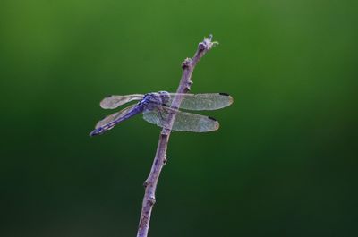 Close-up of purple flower